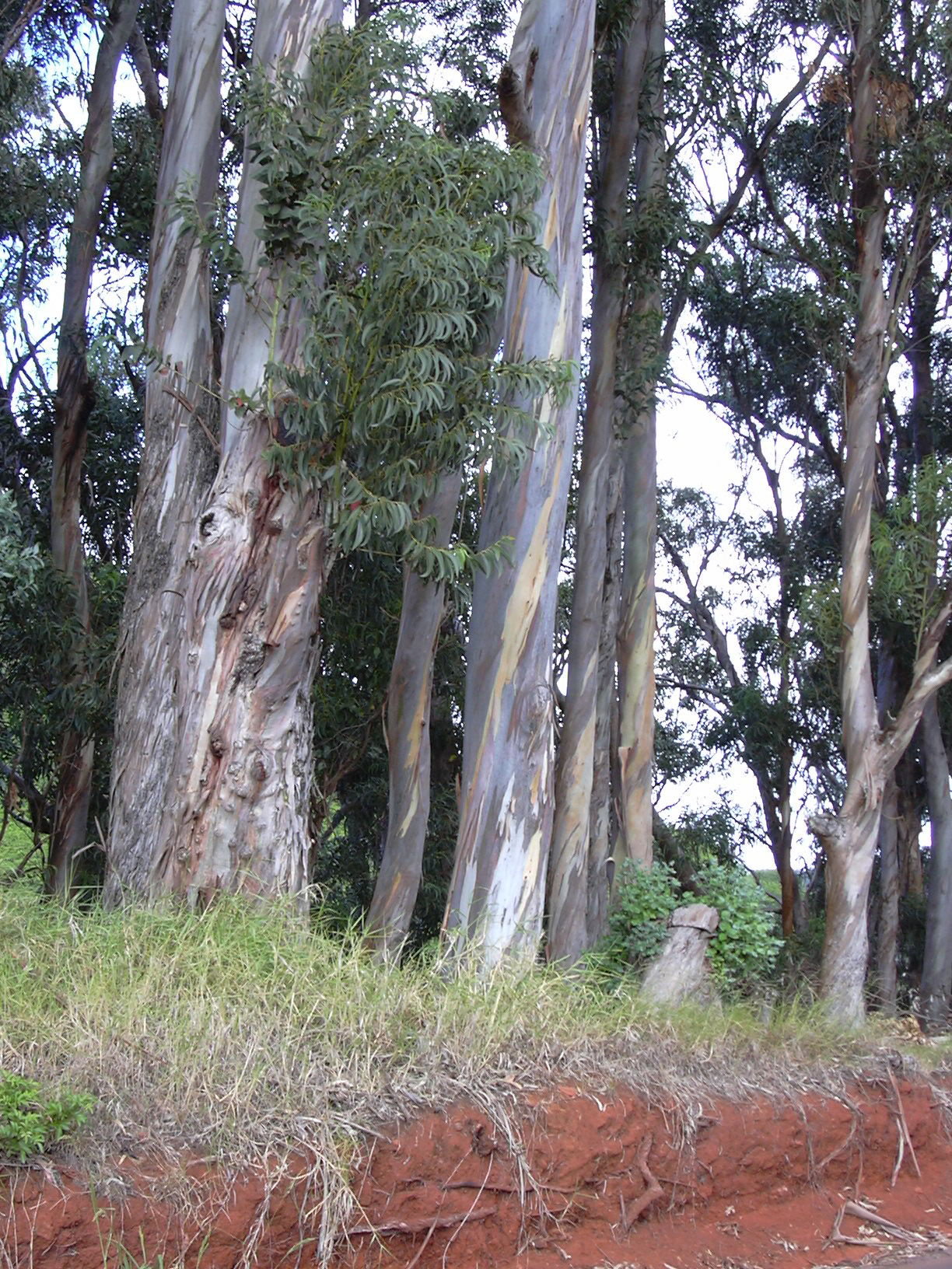 lots of whooshing eucalyptuses