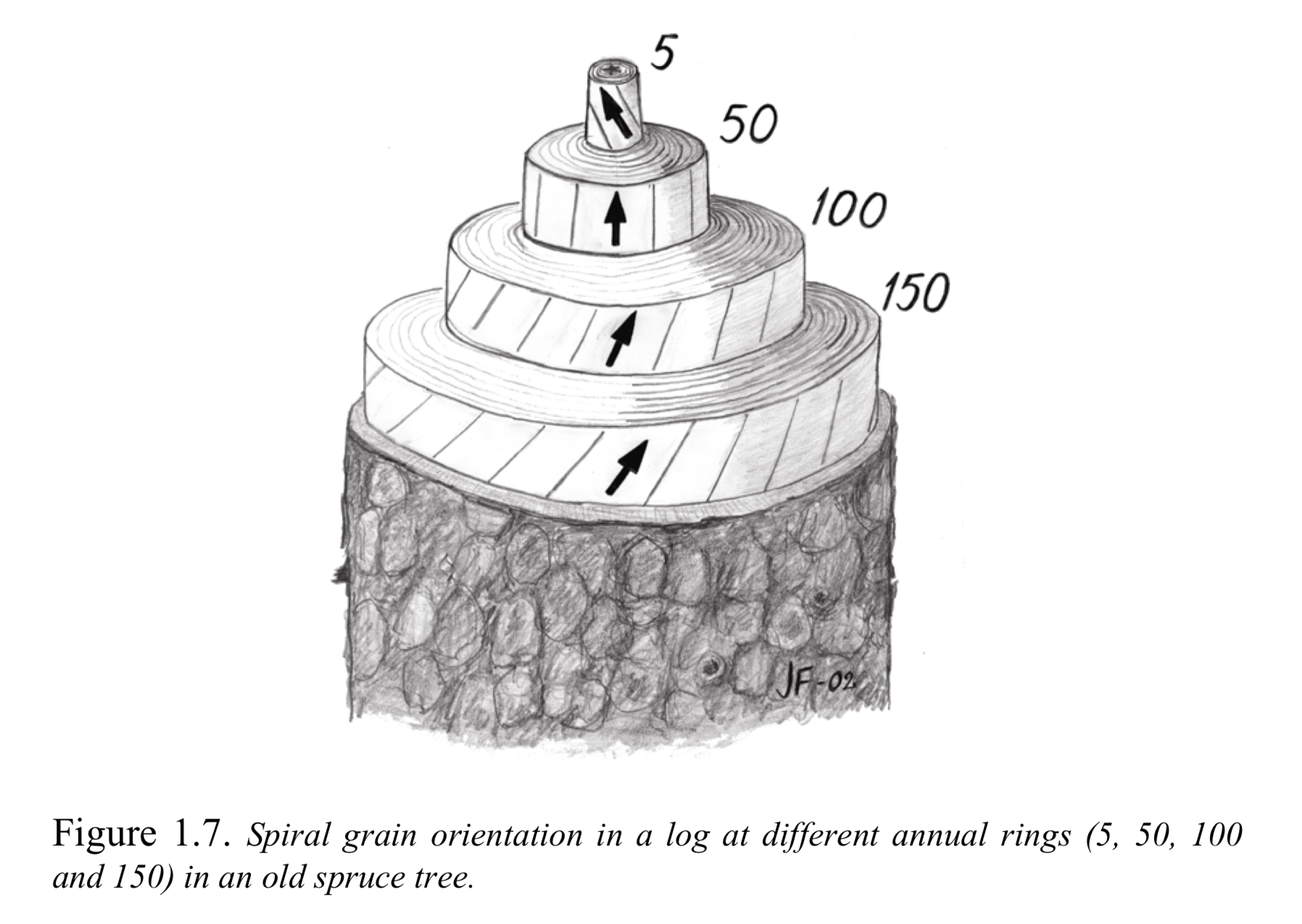 spiral grain reversal in spruce trees